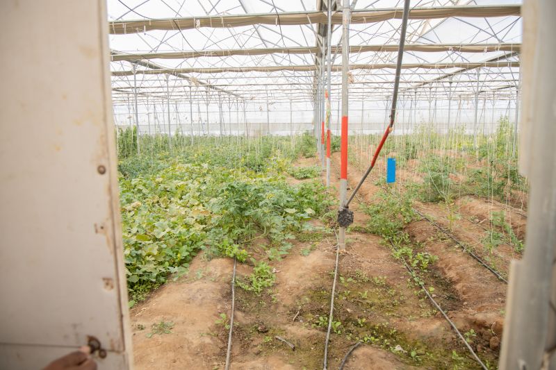 Plant Irrigation Installation in Aiken, SC